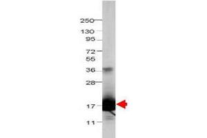 Western blot using  Protein-A Purified anti-bovine IL-1F5 antibody shows detection of recombinant bovine IL-1F5 at 17. (FIL1d Antikörper)