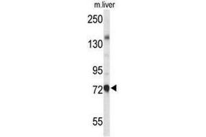 Western blot analysis of CHAT Antibody (N-term) in mouse liver tissue lysates (35µg/lane). (Choline Acetyltransferase Antikörper  (N-Term))