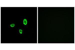 Immunofluorescence analysis of A549 cells, using OR10G7 antibody. (OR10G7 Antikörper  (C-Term))