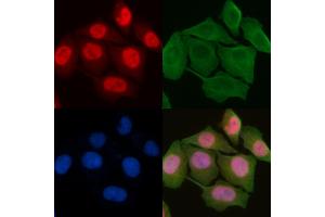ABIN6259170 and ABIN6275473 staining Hela cells by IF/ICC.