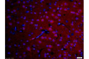 Immunofluorescence (IF) image for anti-DNA Fragmentation Factor, 40kDa, beta Polypeptide (Caspase-Activated DNase) (DFFB) (AA 201-260) antibody (ABIN724085)