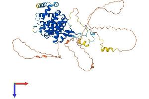 FAM126A Protein (AA 1-521) (His tag)