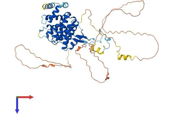 FAM126A Protein (AA 1-521) (His tag)
