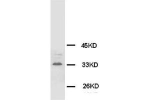 Western Blotting (WB) image for anti-Synaptophysin (SYP) antibody (ABIN1109183) (Synaptophysin Antikörper)