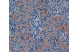 IHC-P analysis of Mouse Tissue, with DAB staining. (Netrin 1 Antikörper  (AA 313-565))