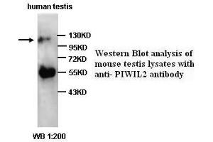 Image no. 1 for anti-Piwi-Like 2 (PIWIL2) (C-Term) antibody (ABIN791010) (PIWIL2 Antikörper  (C-Term))