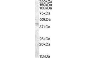 Western Blotting (WB) image for Solute Carrier Family 24, Member 5 (SLC24A5) peptide (ABIN370499) (Solute Carrier Family 24, Member 5 (SLC24A5) Peptid)