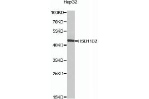 Western blot analysis of extracts of HepG2 cells, using HSD11B2 antibody (ABIN6129828, ABIN6142000, ABIN6142001 and ABIN6224104) at 1:1000 dilution. (HSD11B2 Antikörper  (AA 266-405))