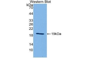 Western Blotting (WB) image for anti-Interleukin 18 (IL18) (AA 36-192) antibody (ABIN1078230) (IL-18 Antikörper  (AA 36-192))