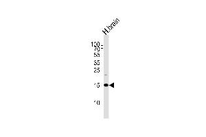 Western blot analysis of lysate from human brain tissue lysate, using SPRN Antibody at 1:1000 at each lane. (SPRN Antikörper  (C-Term))