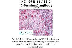 Image no. 1 for anti-G Protein-Coupled Receptor 183 (GPR183) (C-Term) antibody (ABIN1735019) (GPR183 Antikörper  (C-Term))