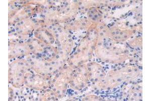 IHC-P analysis of Mouse Kidney Tissue, with DAB staining. (C6orf150 Antikörper  (AA 211-395))