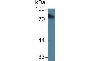 Detection of Kim1 in Mouse RAW264. (HAVCR1 Antikörper  (AA 21-240))