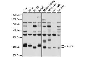 Western blot analysis of extracts of various cell lines, using JMJD8 antibody (ABIN6132114, ABIN6142662, ABIN6142663 and ABIN6214746) at 1:1000 dilution. (JMJD8 Antikörper  (AA 1-285))