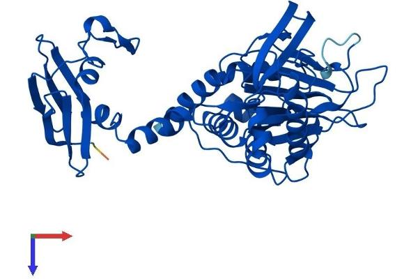 BBOX1 Protein (AA 1-387) (His tag)