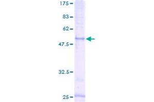 CCRL2 Protein (AA 49-344) (GST tag)