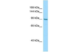 Host: Rabbit Target Name: CSPP1 Sample Type: PANC1 Whole Cell lysates Antibody Dilution: 1. (CSPP1 Antikörper  (N-Term))
