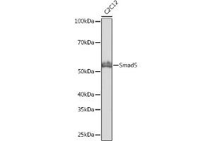 Western blot analysis of extracts of C2C12 cells, using Smad5 antibody (ABIN7270354) at 1:1000 dilution.