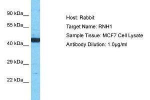Host: Rabbit Target Name: RNH1 Sample Type: MCF7 Whole Cell lysates Antibody Dilution: 1.