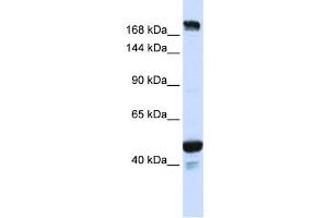Western Blotting (WB) image for anti-Ring Finger Protein 213 (RNF213) antibody (ABIN2459137) (RNF213 Antikörper)