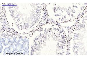 Immunohistochemical analysis of paraffin-embedded rat testis tissue.