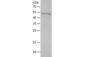 Western Blotting (WB) image for Prohibitin (PHB) (AA 1-272) protein (His-IF2DI Tag) (ABIN7124579)