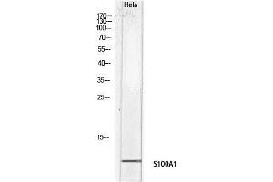 Western Blot (WB) analysis of HeLa lysis using S100A1 antibody.