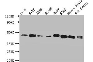 Western Blot Positive WB detected in: Hela whole cell lysate, HepG2 whole cell lysate, Jurkat whole cell lysate, MCF-7 whole cell lysate All lanes: SPPL3 antibody at 3 μg/mL Secondary Goat polyclonal to rabbit IgG at 1/50000 dilution Predicted band size: 43, 19 kDa Observed band size: 43 kDa (SPPL3 Antikörper  (AA 213-263))