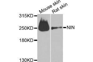 Western blot analysis of extracts of mouse skin and rat skin cell lines, using NIN antibody. (Ninein Antikörper)