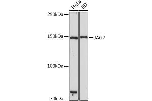 Western blot analysis of extracts of various cell lines, using J antibody (ABIN7268034) at 1:1000 dilution. (JAG2 Antikörper)