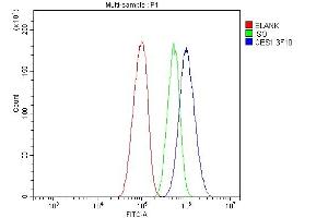 Flow Cytometry analysis of HEPG2 cells using anti- Liver Carboxylesterase 1/CES1 antibody (ABIN7602719). (CES1 Antikörper  (AA 99-206))