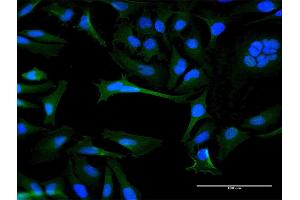 Immunofluorescence of purified MaxPab antibody to OR8B8 on HeLa cell. (OR8B8 Antikörper  (AA 1-311))