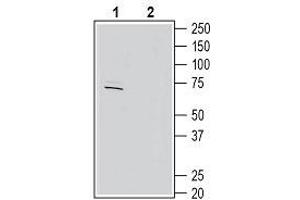 Western Blotting (WB) image for anti-Potassium Voltage-Gated Channel, Shaw-Related Subfamily, Member 4 (KCNC4) (AA 177-195), (Intracellular) antibody (ABIN7043539)