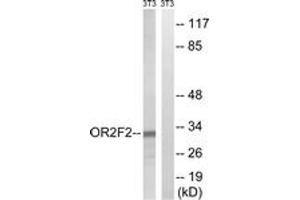 Western blot analysis of extracts from NIH-3T3 cells, using OR2F2 Antibody. (OR2F2 Antikörper  (AA 93-142))