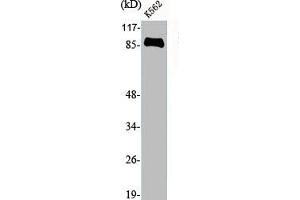 Western Blot analysis of K562 cells using Endoplasmin Polyclonal Antibody (HSP9B1 (C-Term) Antikörper)