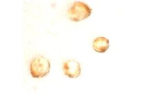 Immunocytochemistry staining of MOLT4 cells using AP30844PU-N at 10 μg/ml. (Survivin Antikörper  (C-Term))