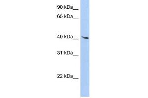 WB Suggested Anti-LYL1 Antibody Titration: 0. (LYL1 Antikörper  (C-Term))