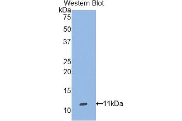 Selenoprotein W antibody  (AA 1-86)