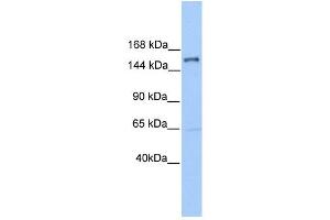 PLEKHH2 antibody used at 1 ug/ml to detect target protein. (PLEKHH2 Antikörper)