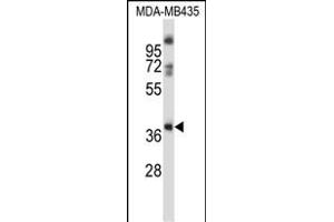 GPR15 Antibody (C-term) (ABIN657988 and ABIN2846935) western blot analysis in MDA-M cell line lysates (35 μg/lane). (GPR15 Antikörper  (C-Term))