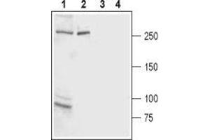 Western blot analysis of rat brain membrane (lanes 1 and 3) and rat basophilic leukemia (RBL) cell line lysate (lanes 2 and 4): - 1,2. (ITPR2 Antikörper  (C-Term, Intracellular))