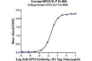Immobilized Human GPC3 VLP at 0. (Glypican 3 Protein-VLP (GPC3) (AA 510-554))