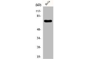 Western Blot analysis of Hela cells using FBP2 Polyclonal Antibody (KHSRP Antikörper  (N-Term))