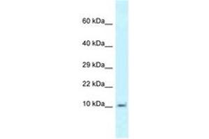 Image no. 1 for anti-Mitochondrial Ribosomal Protein L55 (MRPL55) (AA 22-71) antibody (ABIN6747767)