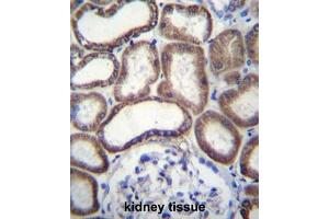 COX6B1 Antibody (C-term) immunohistochemistry analysis in formalin fixed and paraffin embedded human kidney tissue followed by peroxidase conjugation of the secondary antibody and DAB staining. (Complex IV Subunit VIb (AA 58-86), (C-Term) Antikörper)