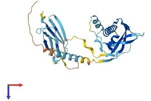 PIH1D1 Protein (AA 1-290) (His tag)