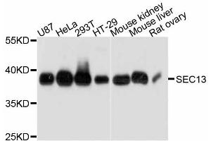 Western blot analysis of extracts of various cell lines, using SEC13 antibody (ABIN4905104) at 1:3000 dilution. (SEC13 Antikörper)