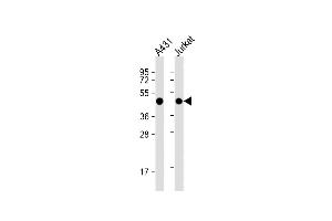 All lanes : Anti-EBP1 Antibody (Center) at 1:1000 dilution Lane 1: A431 whole cell lysate Lane 2: Jurkat whole cell lysate Lysates/proteins at 20 μg per lane. (PA2G4 Antikörper  (AA 228-255))