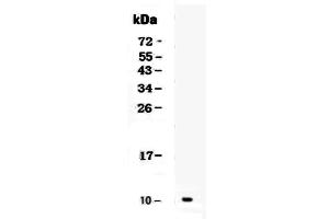 Western Blotting (WB) image for anti-Chemokine (C-X-C Motif) Ligand 1 (Melanoma Growth Stimulating Activity, Alpha) (CXCL1) (AA 25-96) antibody (ABIN5693092)
