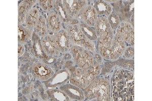 ABIN6266779 at 1/100 staining human kidney tissue sections by IHC-P. (DUSL2 Antikörper  (C-Term))